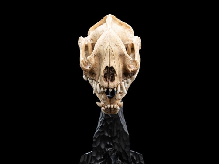 The Lord of the Rings Skull of a Warg Miniature Skull Replica Gallery Image 1