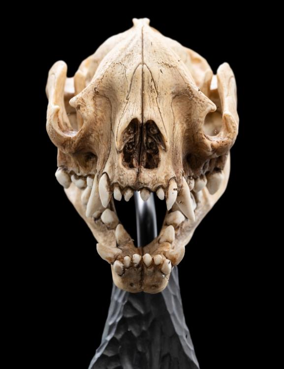 The Lord of the Rings Skull of a Warg Miniature Skull Replica Gallery Image 12