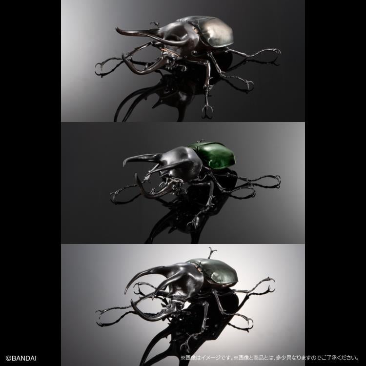 ニボシ 展翅品 The Diversity of Life on Earth Advanced Caucasus Beetle