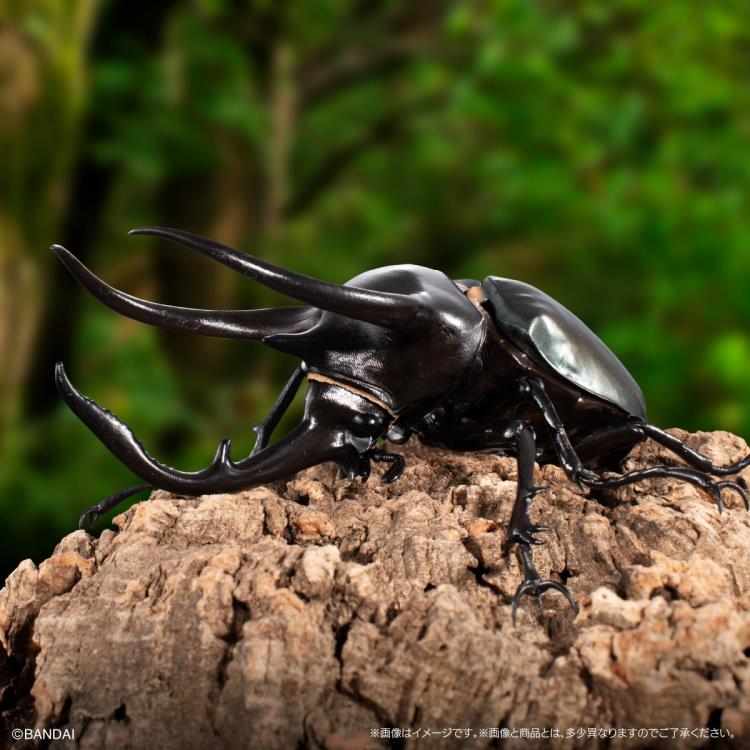The Diversity of Life on Earth Advanced Caucasus Beetle