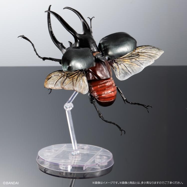 The Diversity of Life on Earth Advanced Caucasus Beetle
