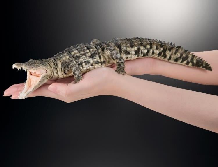 The Diversity of Life on Earth Ultimate Nile Crocodile (Light
