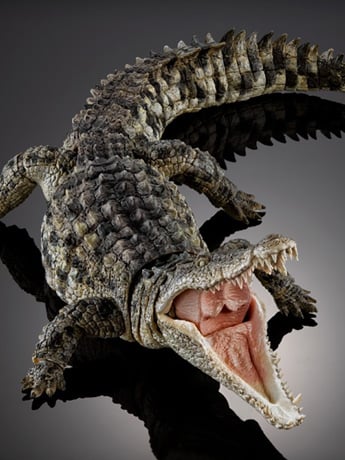The Diversity of Life on Earth Ultimate Nile Crocodile (Light