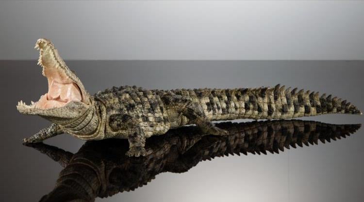 The Diversity of Life on Earth Ultimate Nile Crocodile (Light Color) 1/12 Scale Exclusive  Action Figure Gallery Image 8