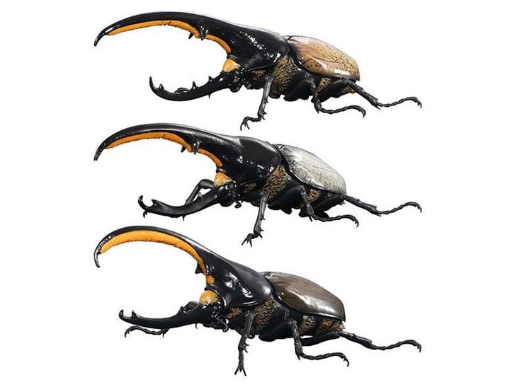 ベニオキナエビス クロユリダカラ セット The Diversity of Life on Earth Advanced Hercules Beetle Bag of 5