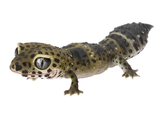 The Diversity of Life on Earth Reptiles Smooth Knob-Tailed Gecko & Leopard Gecko Bag of 7 Random Capsules Gallery Image 6