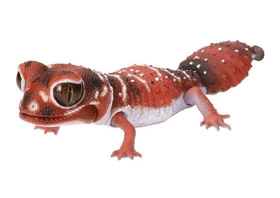 The Diversity of Life on Earth Reptiles Smooth Knob-Tailed Gecko & Leopard Gecko Bag of 7 Random Capsules Gallery Image 3