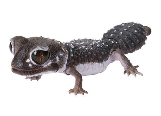 The Diversity of Life on Earth Reptiles Smooth Knob-Tailed Gecko & Leopard Gecko Bag of 7 Random Capsules Gallery Image 4