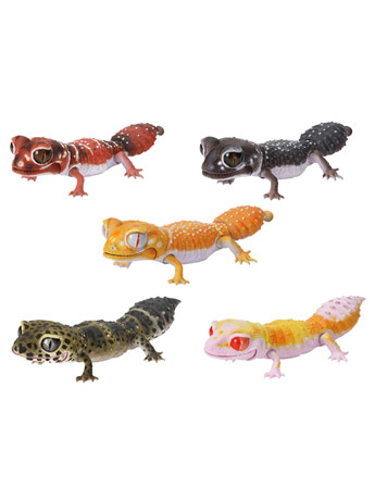The Diversity of Life on Earth Reptiles Smooth Knob-Tailed Gecko & Leopard Gecko Bag of 7 Random Capsules Gallery Image 2