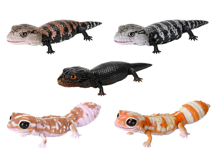 The Diversity of Life on Earth Reptiles Blue-Tongued Lizard