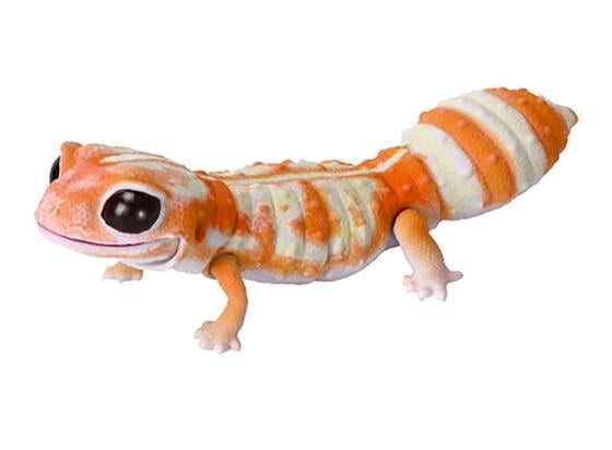 The Diversity of Life on Earth Reptiles Blue-Tongued Lizard