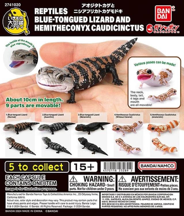 The Diversity of Life on Earth Reptiles Blue-Tongued Lizard