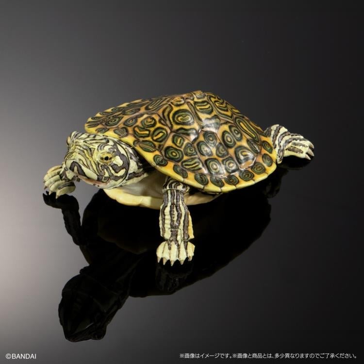 The Diversity of Life on Earth Advanced Turtle Series 2 Set of 4