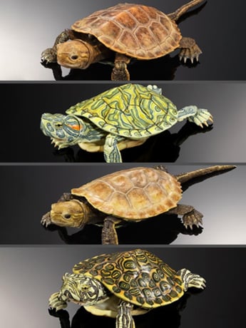 The Diversity of Life on Earth Advanced Turtle Series 2 Set of 4