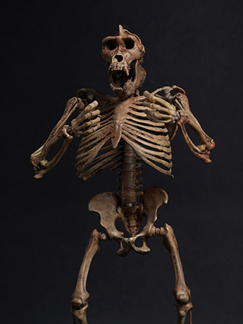 Palm Elf Series Skeleton Chimpanzee (Original Color Ver.) 1/12 Scale Action Figure (With Bonus) Gallery Image 2