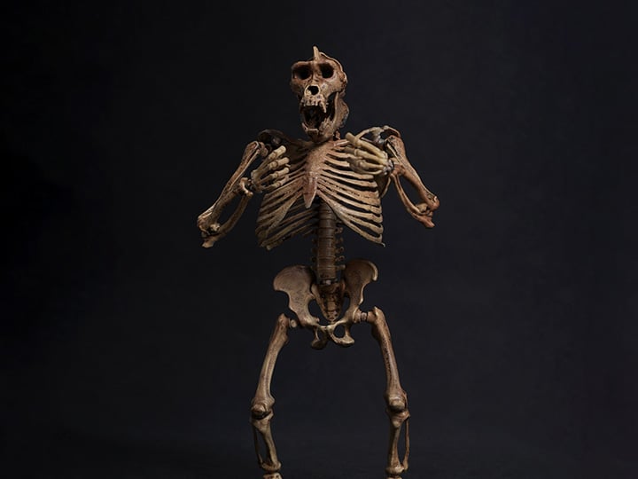 Palm Elf Series Skeleton Chimpanzee (Original Color Ver.) 1/12 Scale Action Figure (With Bonus) Gallery Image 1