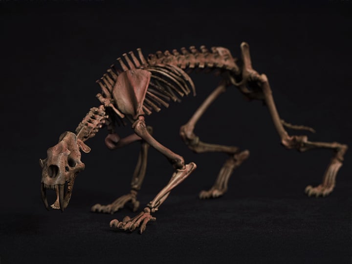 Palm Elf Series Skeleton Saber-toothed Tiger (Original Color Ver.) 1/12 Scale Action Figure (With Bonus) Gallery Image 1