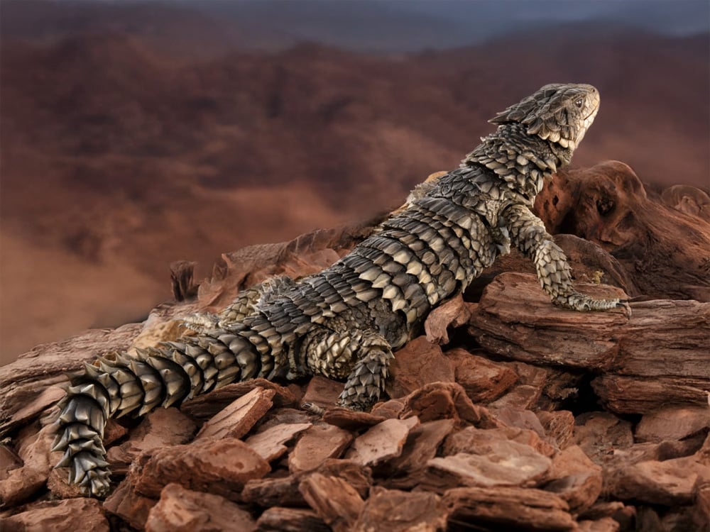 The Diversity of Life on Earth Ultimate Sungazer Lizard 1/1 Scale