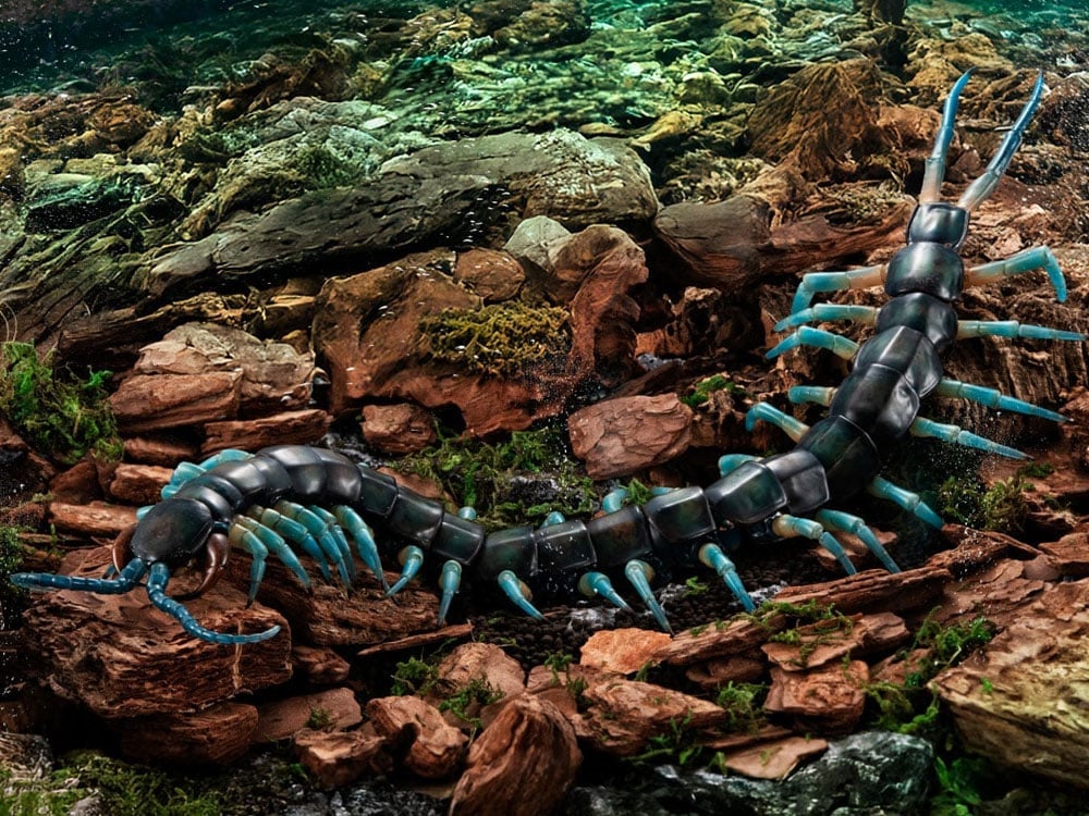 The Diversity of Life on Earth Ultimate Ryujin Giant Centipede