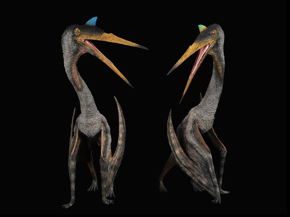 Quetzalcoatlus Lawsoni Couple "Gun & Ship" (Plateau Ver.) 1/11 Scale Replica Two-Pack Gallery Image 1