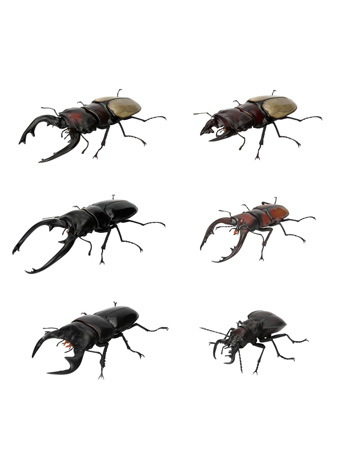 The Diversity of Life on Earth Stag Beetle 12 Bark Pedestal (Small) Figure Set Gallery Image 2