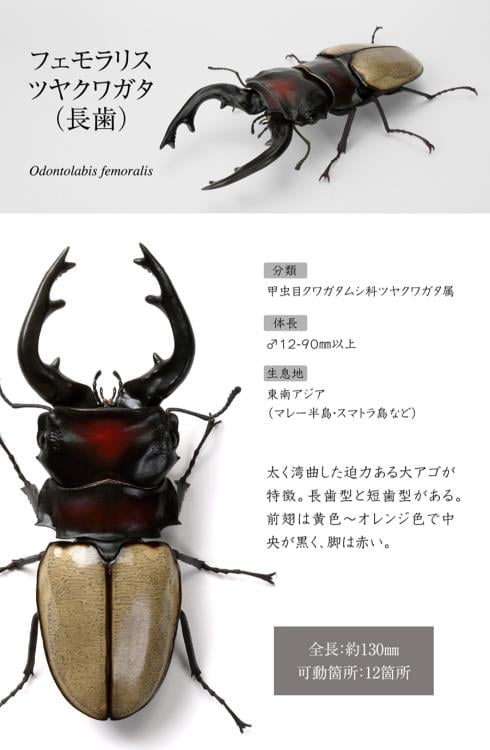 The Diversity of Life on Earth Stag Beetle 12 Bark Pedestal (Small) Figure Set Gallery Image 4