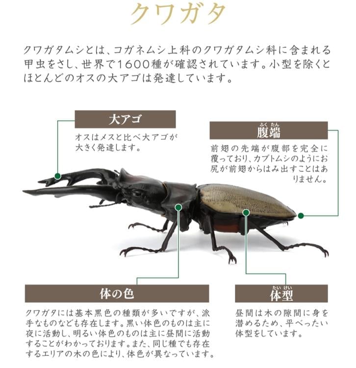 The Diversity of Life on Earth Stag Beetle 12 Bark Pedestal (Small) Figure Set Gallery Image 20