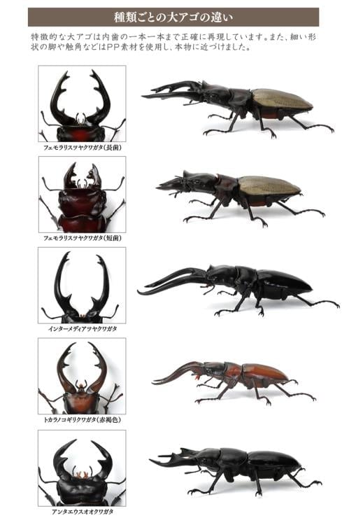 The Diversity of Life on Earth Stag Beetle 12 Bark Pedestal (Small) Figure Set Gallery Image 21