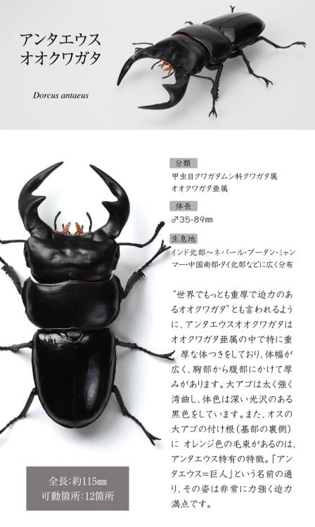 The Diversity of Life on Earth Stag Beetle 12 Bark Pedestal (Small) Figure Set Gallery Image 14