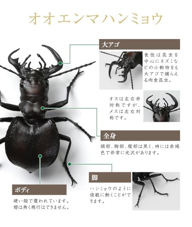 The Diversity of Life on Earth Stag Beetle 12 Bark Pedestal (Small) Figure Set Gallery Image 23
