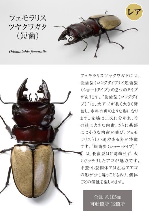 The Diversity of Life on Earth Stag Beetle 12 Bark Pedestal (Small) Figure Set Gallery Image 6