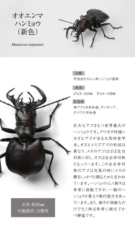 The Diversity of Life on Earth Stag Beetle 12 Bark Pedestal (Small) Figure Set Gallery Image 17