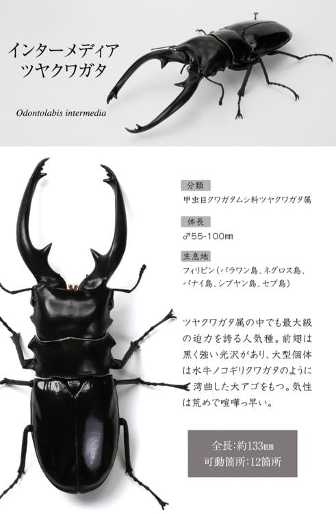 The Diversity of Life on Earth Stag Beetle 12 Bark Pedestal (Small) Figure Set Gallery Image 9