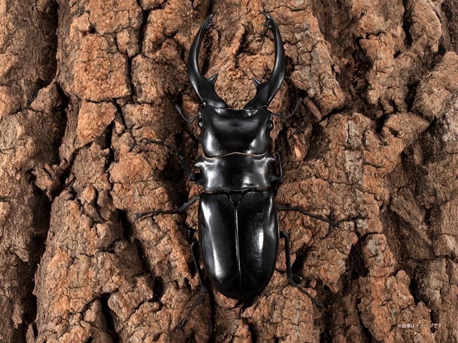 The Diversity of Life on Earth Stag Beetle 12 Bark Pedestal (Small) Figure Set Gallery Image 11