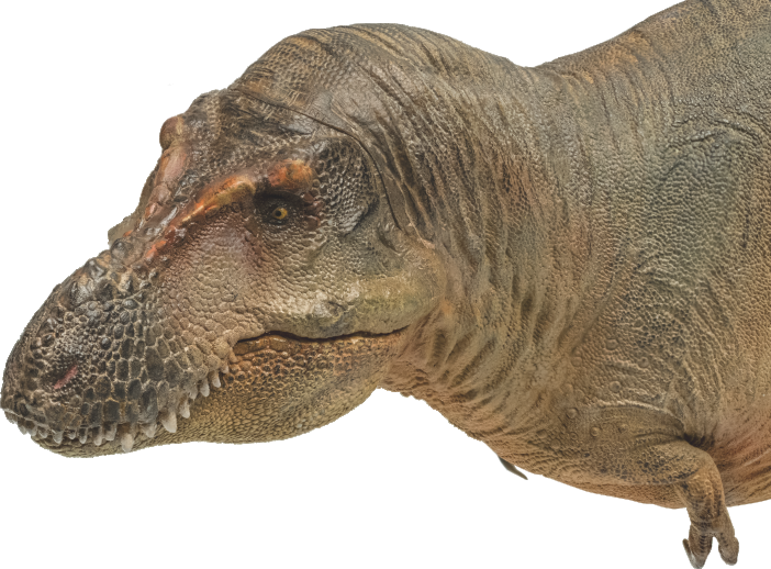 Prehistoric Animal Models Luxiong the Zhuchengtyrannus Figure Gallery Image 8
