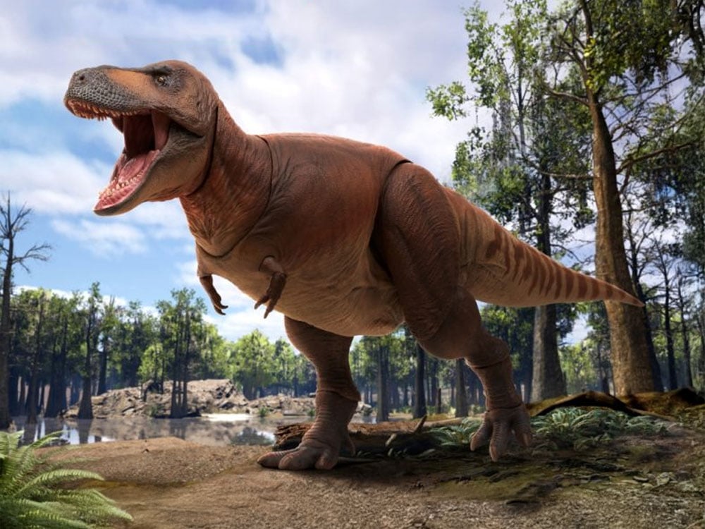 Prehistoric Animal Models Cameron the Tyrannosaurus Rex Figure Gallery Image 1