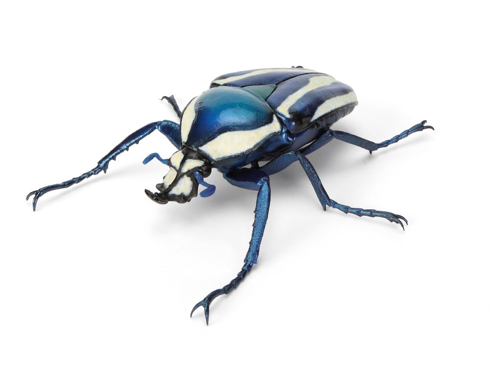 The Diversity of Life on Earth Beetle 11 Bark Pedestal (Small