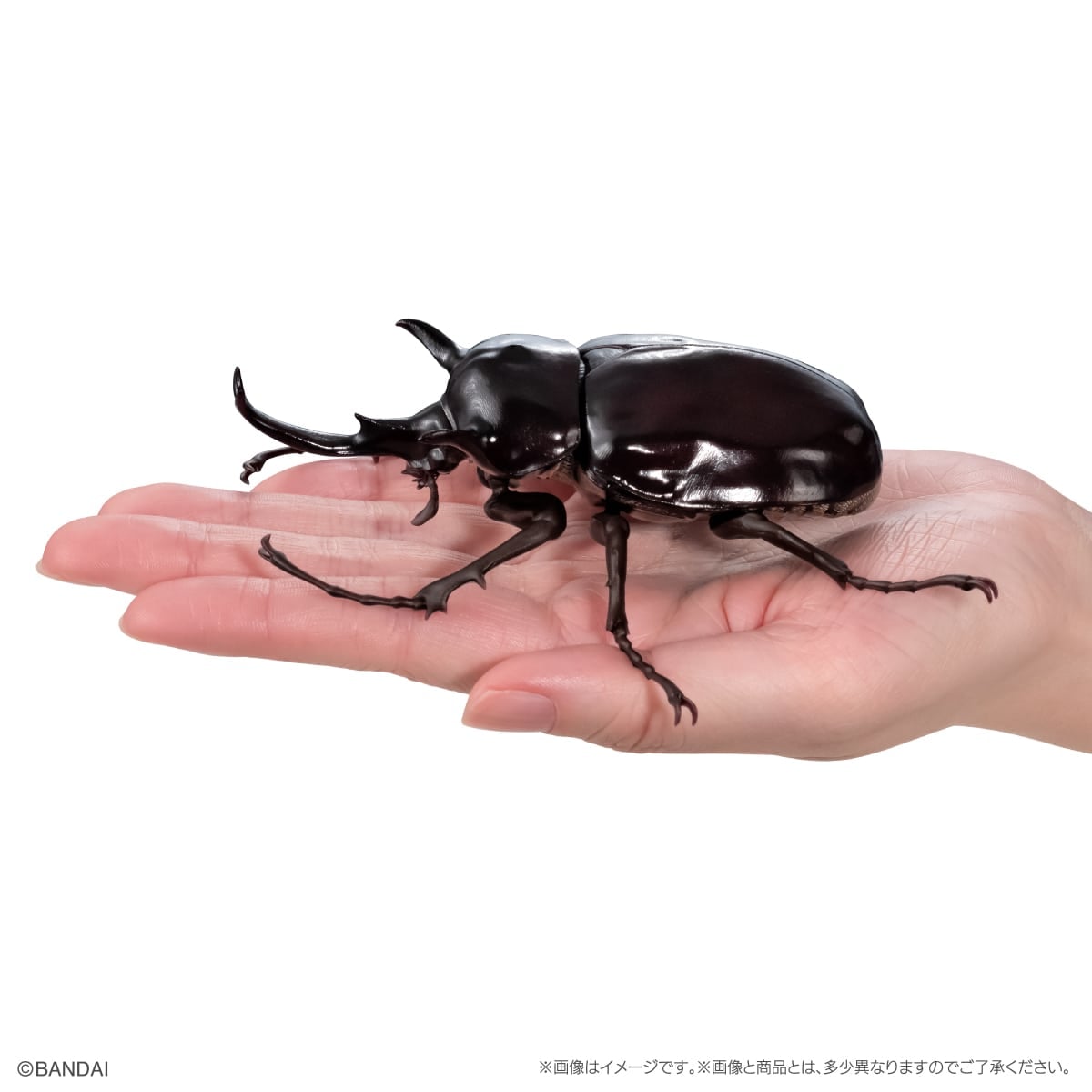 The Diversity of Life on Earth Beetle 11 Bark Pedestal (Small