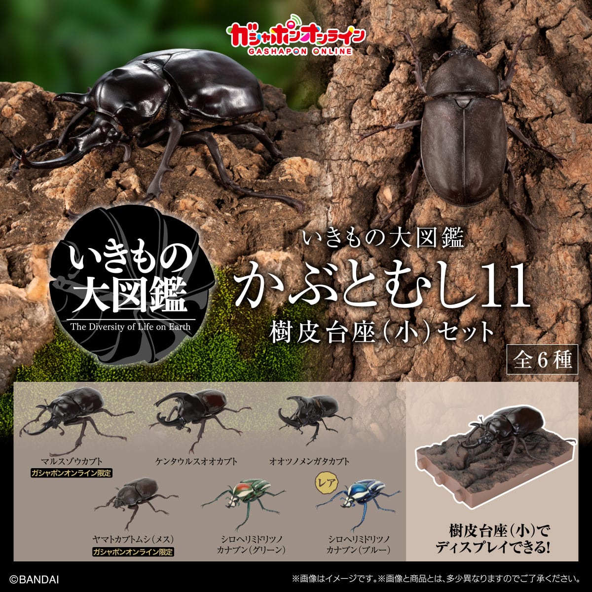 The Diversity of Life on Earth Beetle 11 Bark Pedestal (Small