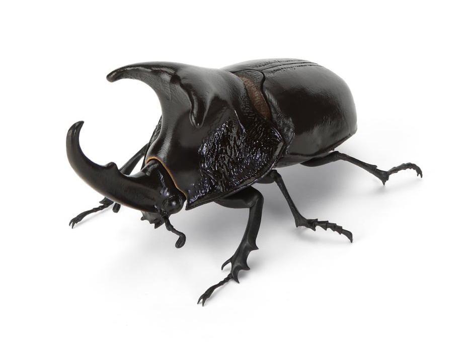 A*S様 【希少】BEETLE　BLACK Lサイズ The Diversity of Life on Earth Beetle 11 Bark Pedestal (Small