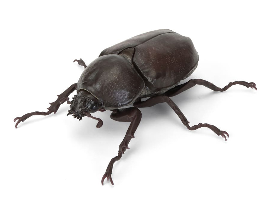 A*S様 【希少】BEETLE　BLACK Lサイズ The Diversity of Life on Earth Beetle 11 Bark Pedestal (Small