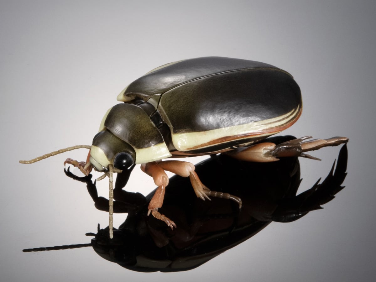 The Diversity of Life on Earth Advance Aquatic Insects 02: Diving