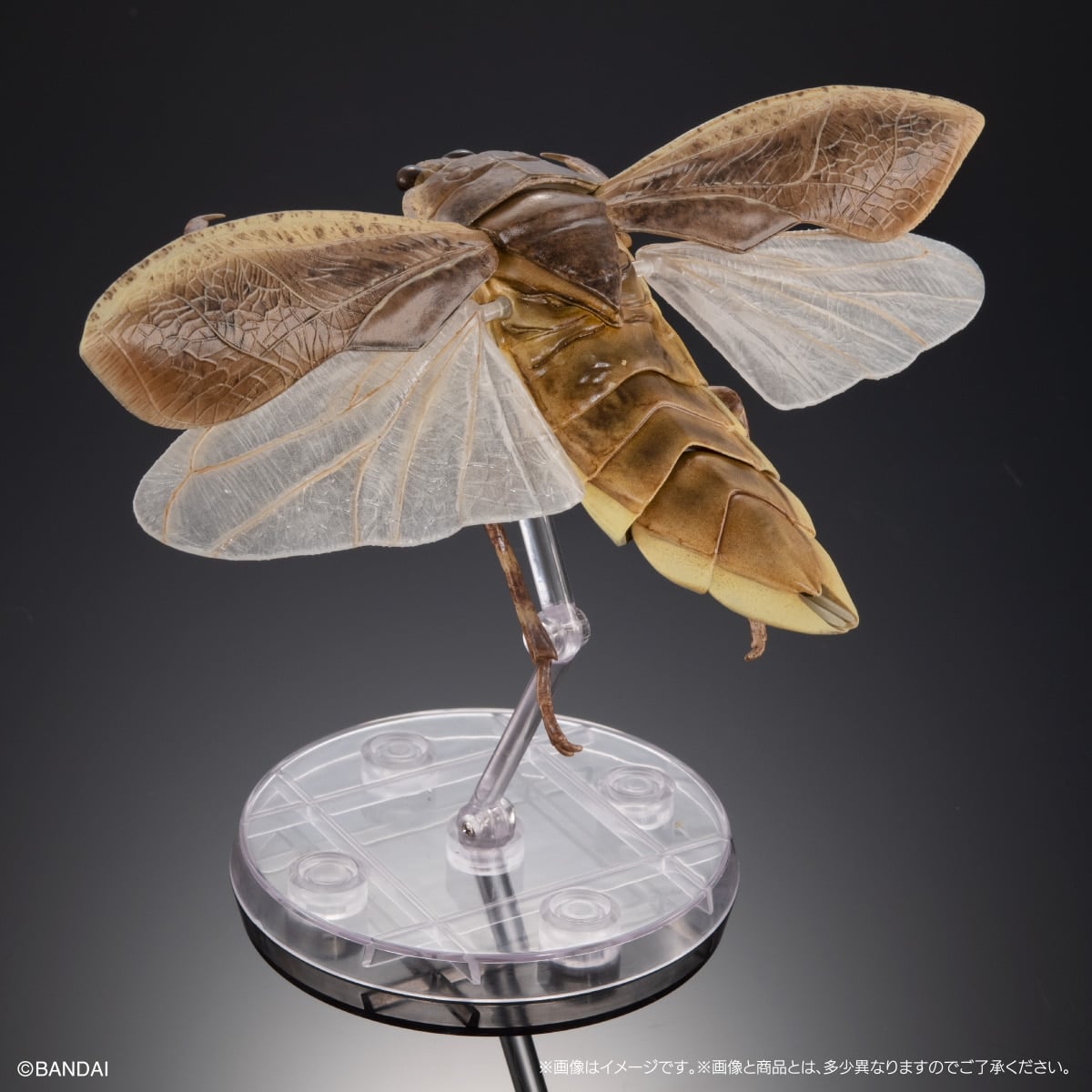 The Diversity of Life on Earth Advance Aquatic Insects 02: Diving