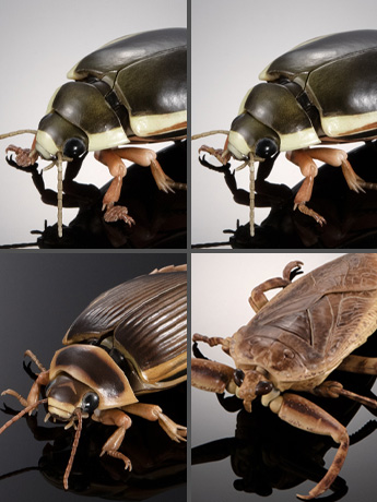 趣味・スポーツ・実用 Insect Biodiversity Volume II The Diversity of Life on Earth Advance Aquatic Insects 02: Diving