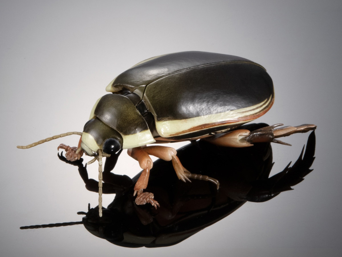 The Diversity of Life on Earth Advance Aquatic Insects 02: Diving