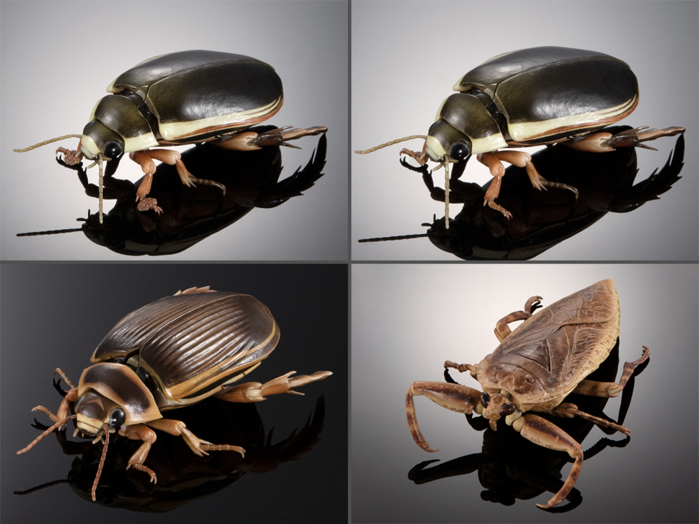 The Diversity of Life on Earth Advance Aquatic Insects 02: Diving