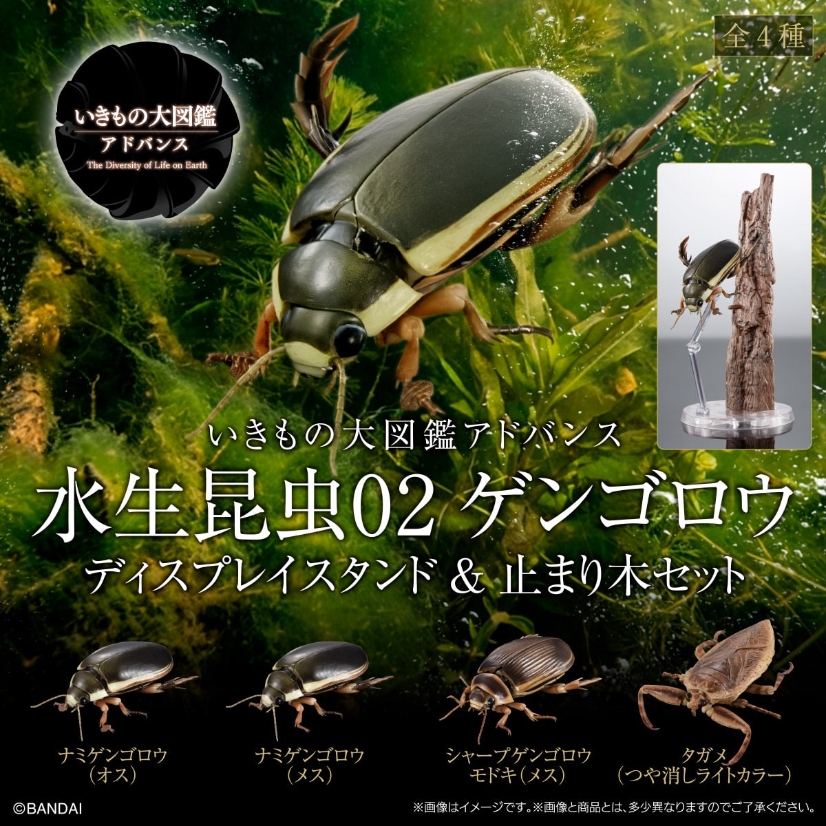 The Diversity of Life on Earth Advance Aquatic Insects 02: Diving