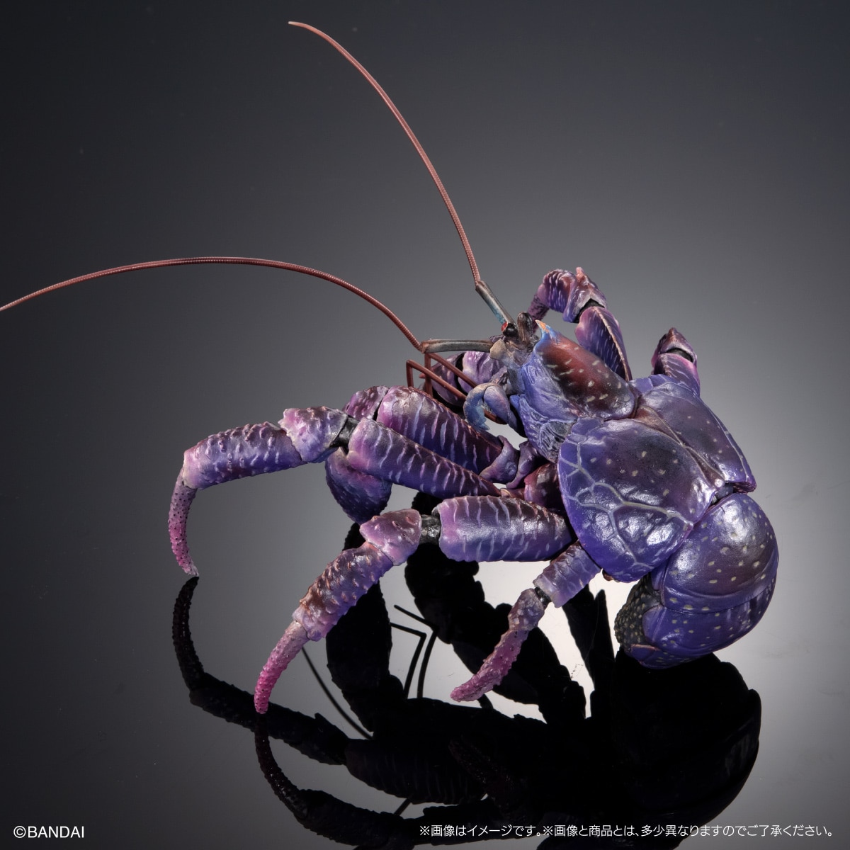 ベニオキナエビス クロユリダカラ セット The Diversity of Life on Earth Coconut Crab (Purple Color Ver.) Figure