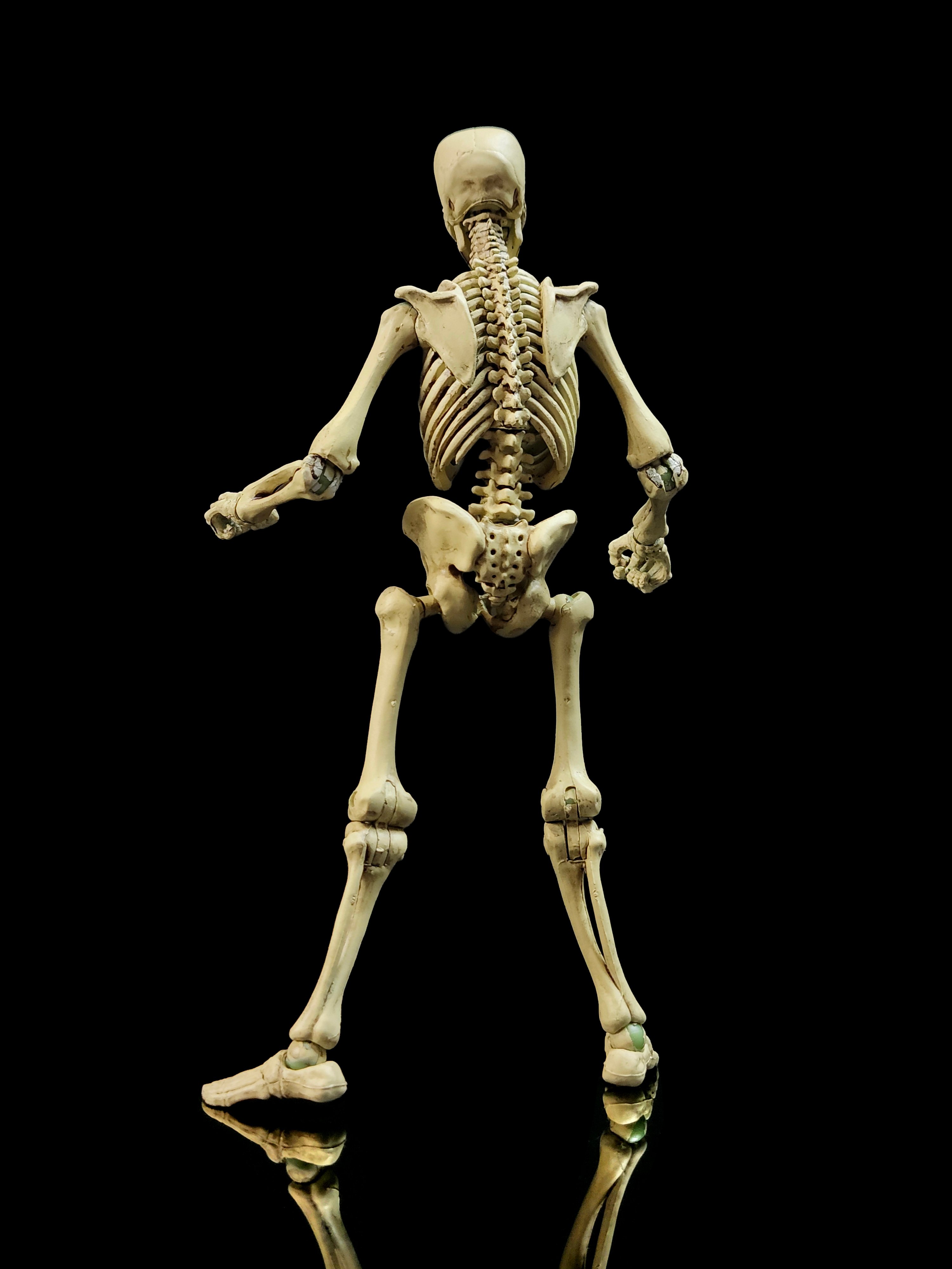 Epic H.A.C.K.S. Skeleton Blank (Classic Bone) 1/12 Scale Action Figure Gallery Image 7