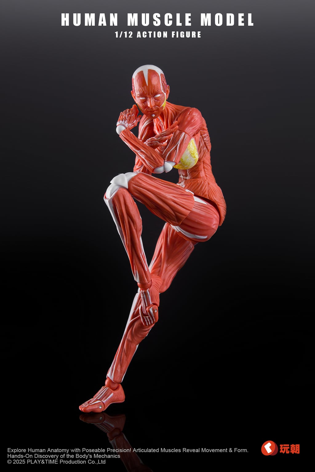Human Muscle Model 1/12 Scale Action Figure Gallery Image 6